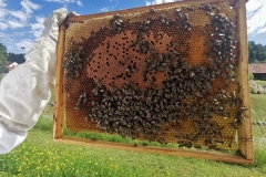Bienen_2023_1a_17
