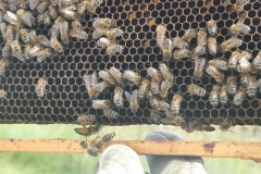Bienen_2023_1a_18